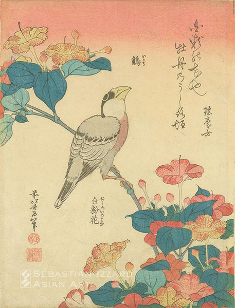 KATSUSHIKA HOKUSAI (1760–1849) Japanese Grosbeak and spray of four-o’clocks (Ikaru, Oshiroibana)  Color woodblock print: chuban tate-e, 29.2 x 19 cm; circa 1833 Series: Small flower series Signed: Zen Hokusai Iitsu hitsu Poem signed: Yodaijo (a woman of Yodai)